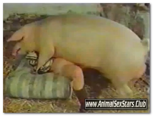 Pig Group Fuck Girl Sex Video - 40 - Wild Boar Fucks A Girl - Sex With Pigs â‹† Beastiality.Club